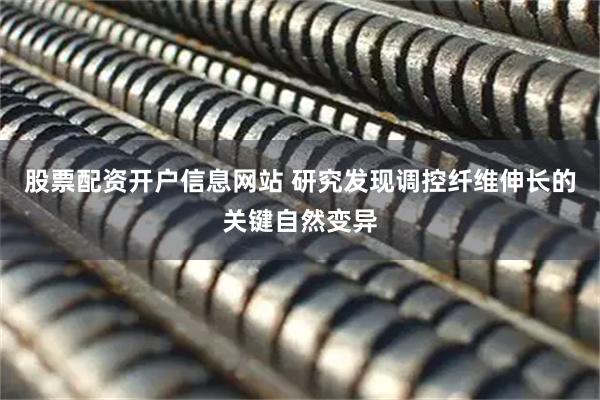 股票配资开户信息网站 研究发现调控纤维伸长的关键自然变异